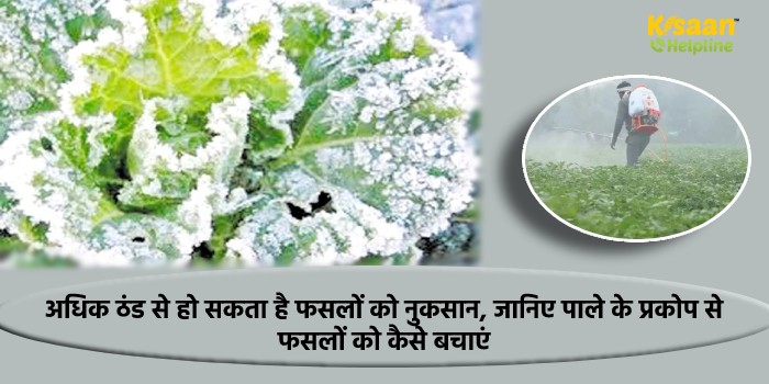 अधिक ठंड से हो सकता है फसलों को नुकसान, जानिए पाले के प्रकोप से फसलों को कैसे बचाएं